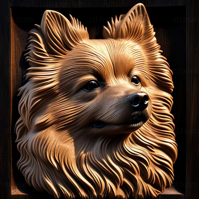 German Spitz dog